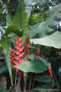 Guadeloupe Août 2015-02789 